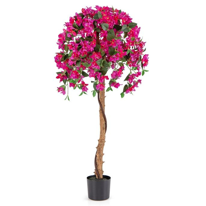 Bougainvillier Soulac