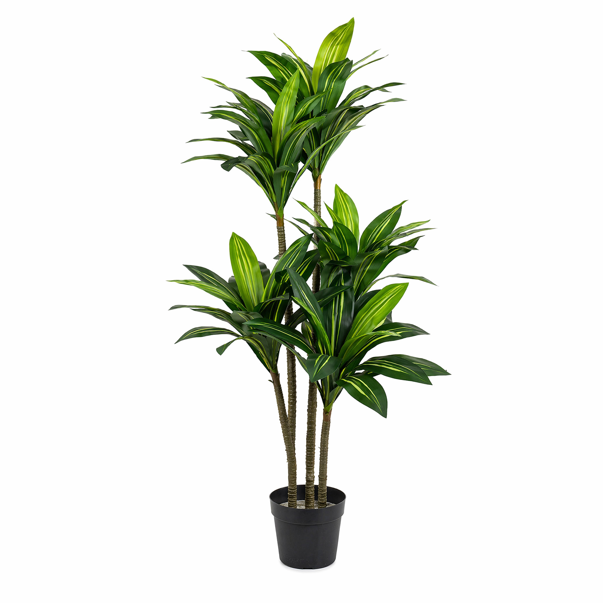 Dracaena Cordouan