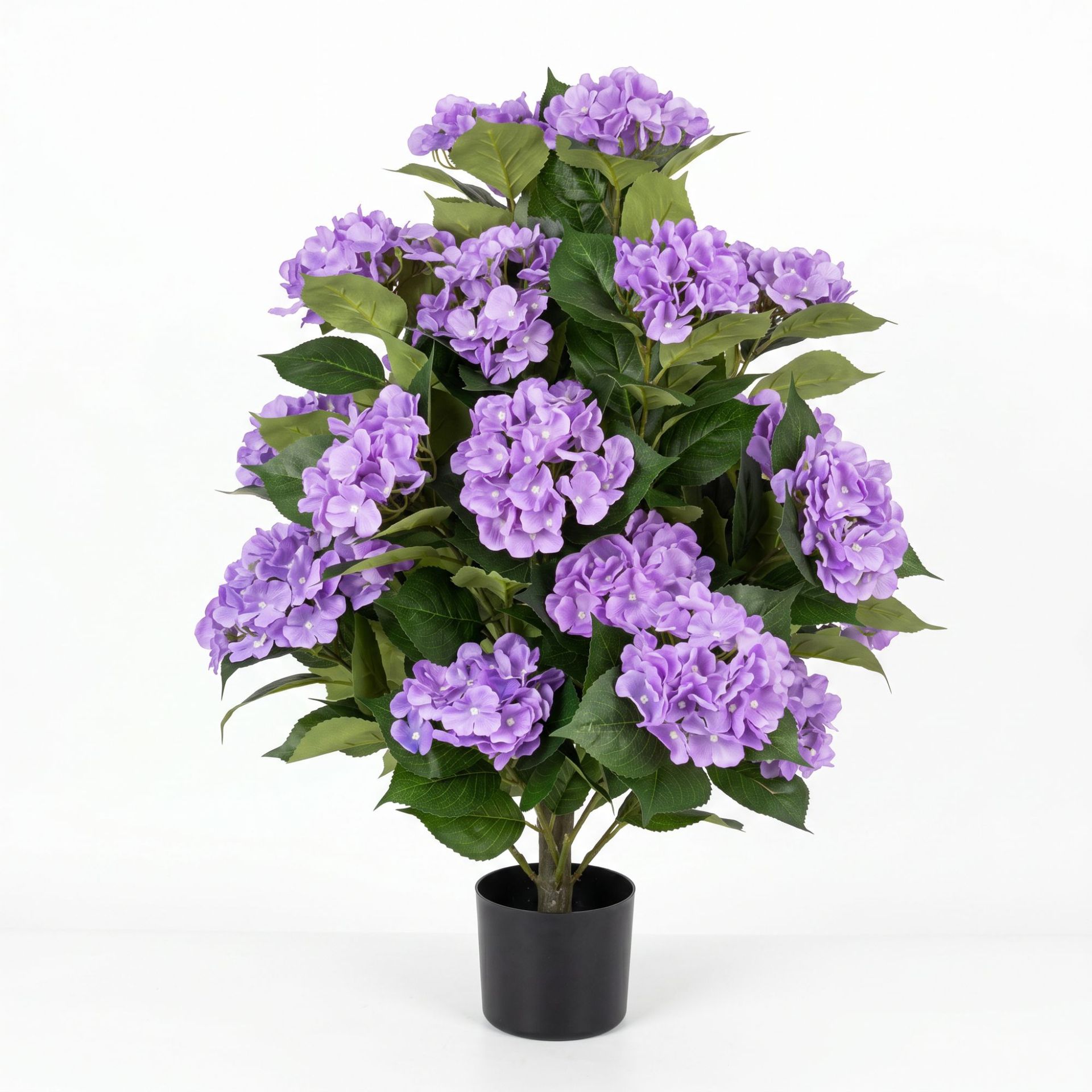 Hortensia Hourtin